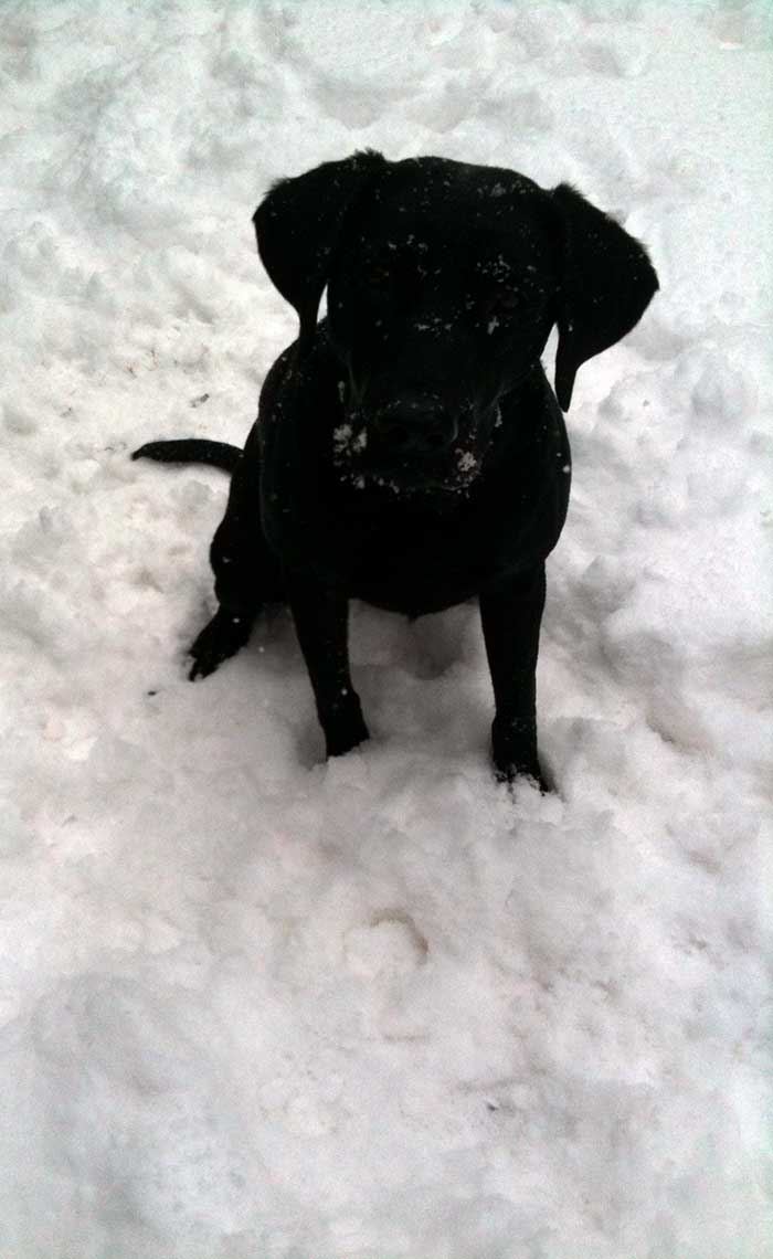 Uptown Pub House Dog